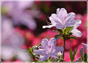 霊園からのお願い